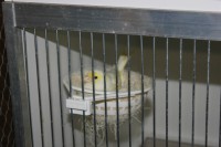/album/alles-over-kanaries/img-0528-jpg/