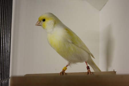 Geel Mozaïek man (type 2)